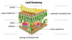 Describe the structure of the leaf of a plant and what each part does: