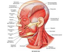 Occipitofrontalis: 	raises eyebrows (forehead)Orbicularis oculi: 	allows blinking (eyes)
Orbicularis oris: 	kissing muscle (mouth)
Zygomaticus:	smiling muscle (cheek)
Masseter:	chewing (mastication) muscle
