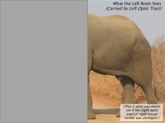 Left 1/2 of elephant