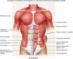 External intercostals:	elevate ribs for inspiration Internal intercostals:	depress ribs during forced expiration
Diaphragm:	moves during quiet breathing