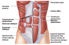 Rectus abdominis: - center of abdomen
- compresses abdomen
 External abdominal oblique: 
- sides of abdomen
- compresses abdomen
Internal abdominal oblique: 
compresses abdomen
Transverse abdominis: 
	compresses abdomen