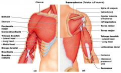 Trapezius: - shoulders and upper back 
- extends neck and head  
Pectoralis major:  
- chest  
- elevates ribs 
Serratus anterior: 
	-  between ribs 
 - elevates ribs 
 Deltoid: 
 -  shoulder 
 -  abductor or upper limbs
Triceps brachii: 
 -  3 he...