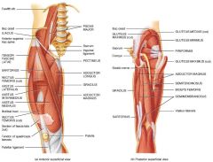 Iliopsoas:	flexes hip Gluteus maximus:	-  buttocks	-  extends hip and abducts thigh 
Gluteus medius:	-  hip	-  abducts and rotates thigh
