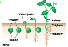 Little elongation of hypocotyl (stem below cotyledons)

Cotyledons remain below ground (hypo=below; geo=earth)