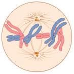 the chromosomes line up along the middle of the cell and become attached to the spindle by their centromere.