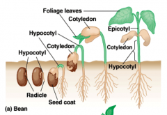 Hypocotyl elongates and carries cotyledons above ground (epi=above)