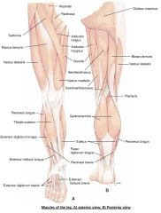Tibialis anterior: - front of lower leg
- inverts foot
Gastrocnemius: 
- calf
- flexes foot and leg
Soleus: 
- attaches to ankle
- flexes foot