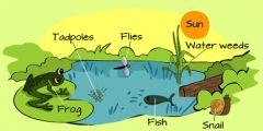 1.) Made up of biotic and abiotic factors
