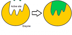 1.) The ___ is where an enzyme acts 
