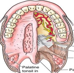 Palatoglossal Arch = Palatoglossal muscle. Attches to the side of the tongue. 

Palatopharyngeal Arch = Palatopharyngeal muscle. Attaches to the lateral side of the Oropharynx. 