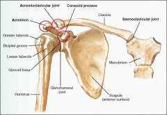 Shoulder derives its mobility from a complex interconnected structure of joints, large bones and principal muscle groups.