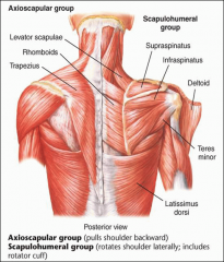 Supraspinatus
Infraspinatus
Teres minor
Subscapularis

Action - rotates shoulder laterally