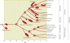 This phylogenetic chart of catarrhine origins indicates that