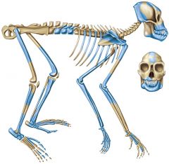The skeletal anatomy of Proconsul indicates it can be classified as