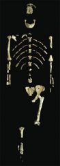 This picture shows the skeleton of the most famous Au. afarensis individual, nicknamed