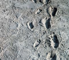 These footprints found in the ash at Laetoli show that hominins had which of the following characteristics of bipedalism?