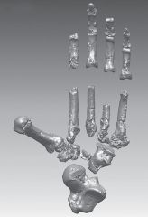Your physical anthropology professor asks you to arrange a bag of foot bones in anatomical position.  When you finish, she asks you what you can tell from this right foot.  You say that this hominin