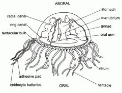 - Ring canal = runs around circumference of unbrella
- Radial canals = extend to the margin of the umbrella
- Tentacles 
- Statocysts = organs of balance, between tentacles
- Gonads = ribbon-like structures beneath radial canals