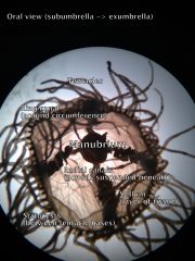 Cnidaria
Hydrozoa
Gonionemus
Medusa
