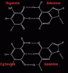 Thymine - Adenine
Cytosine - Guanine