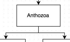 Examples of Class Anthozoa