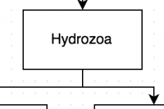 Examples of Class Hydrozoa