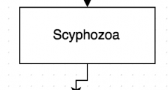 Examples of Class Scyphozoa
