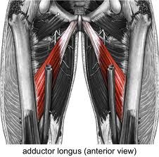name the muscle, innervation and function
