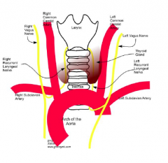 • Sensory: thoracic and abdominal viscera,
muscosa of larynx/pharynx, caro=d body 
• Motor: muscles of pharynx/larnyx 
• Visceral Motor: regulates HR, BR, digestive
activity 
• Superior Laryngeal Br.: 
o Internal = sensory 
o Extern...