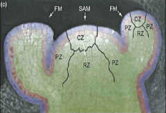 In cytohistochemical zonation, the rib meristem is centerally located

Gives rise to stem tissue

Denoted as RZ in image provided