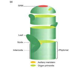 A developmental unit consisting of
One or more leaves
The node to which leaves are attached
The internode below the node
One or more axillary buds