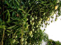 They are tall and have hard and thick brown stems, which branches much above the ground.Mango and neem are trees.