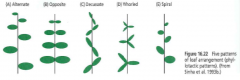 Arrangement of leaves around the stem

Determined by position, timing, and number of successive primordia development