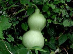 They have weak stems, so they cannot stand upright and spread on the ground like bottle gourd.
