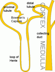 The Loop of Henle begins at the cortex.Its descending  limb extends into the medulla.Then the curve of the loop becomes the ascending limb and ends at the cortex.