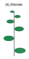 Leaf attachments are singular at nodes, and leaves alternate direction, to a greater or lesser degree, along the stem