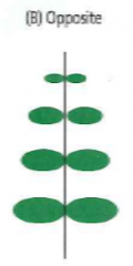 Leaf attachments are paired at each node