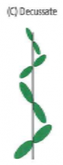 Leaf attachment is opposite and each successive pair is rotated 90° progressing along the stem