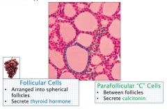 1) Follicular Cells
- Thyroid Hormone
2) Parafollicular Cells
- Cacitonin