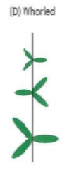 Three or more leaves attach at each point or node on the stem and each attachment is rotated by half the angle between the leaves in the whorl 
(i.e., successive whorls of three rotated 60°, whorls of four rotated 45°, etc.)