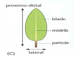 In leaf development, the plate meristem is the formation of the lateral axis

Forms most of the leaf blade area