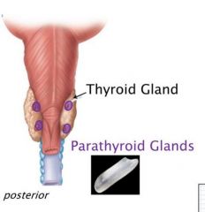 - Located on POSTERIOR of thyroid
- Secrete Parathyroid hormone (PTH)