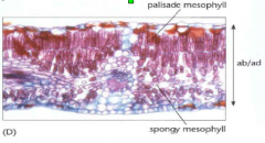 In leaf development, the marginal meristem forms the adaxial-abaxial axis

Produces the number of cell layers; ie leaf thickness
