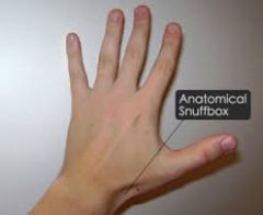 what tendons make up the anatomical snuffbox?