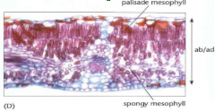 Upper surface of the leaf that faces sun

Photosynthesizing mesophyll cells near adaxial surface, densely packed as palisade mesophyll