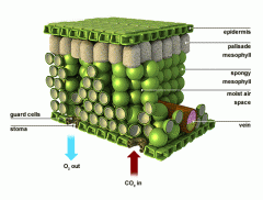 Fewer chloroplasts in leaf; site of gas exchange