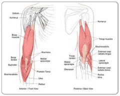 Biceps brachii
Supinator