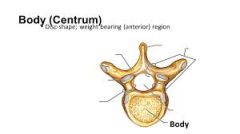 round central protion of vertebrae, anterior in vertebral column