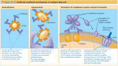 1. Aglutinasi
2. Presipitasi
3. Netralisasi
4. Aktivasi protein mikroba