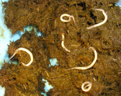 Identify the Order and the species of the following worm